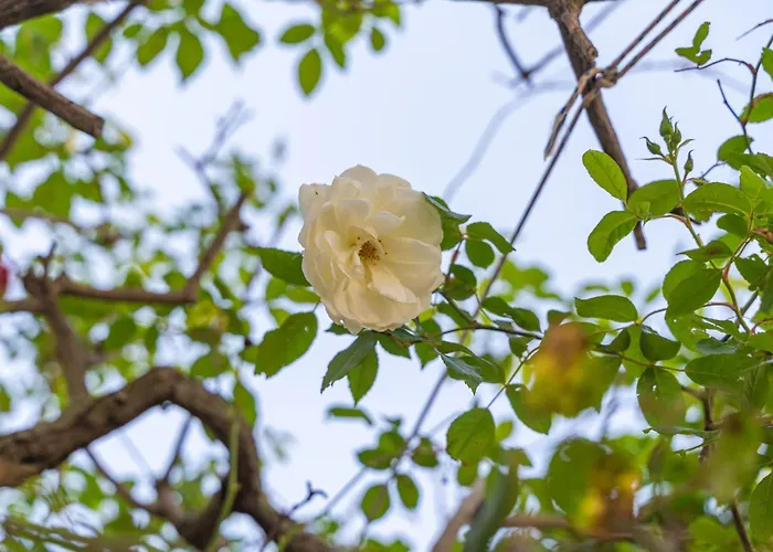 Apartament Apena Dubrownik