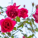 Apena Apartamento